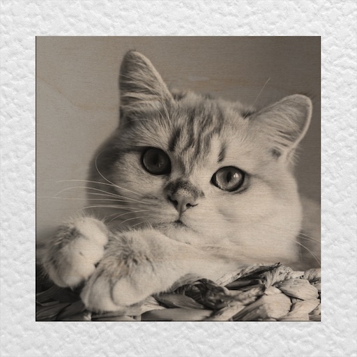Kitten – Laser-Engraved – Square Frame